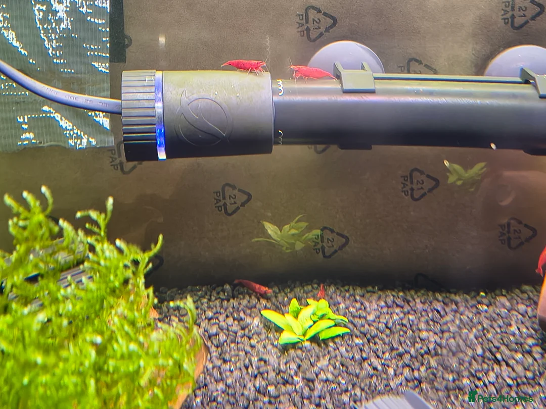 Shrimps fish for sale: X10 Red Cherry Shrimp Good Quality Grade - Advert 5