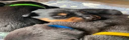 Rottweiler dogs for sale: 8 Stunning Rottweiler puppies  - Advert 9