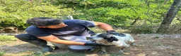 English Setter dogs for adoption: Inca  in Alfreton - Advert 2