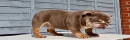 English Bulldog dogs for stud:  City’s Tiney true miniature English bulldog  - Advert 4