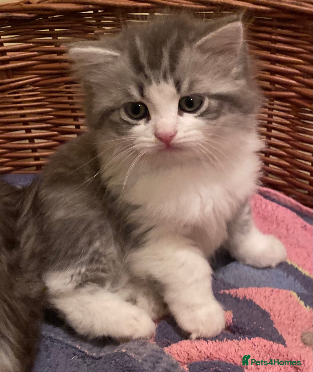 Mixed Breed cats for sale: Beautiful grey fluffy tabby kittens  - Advert 2