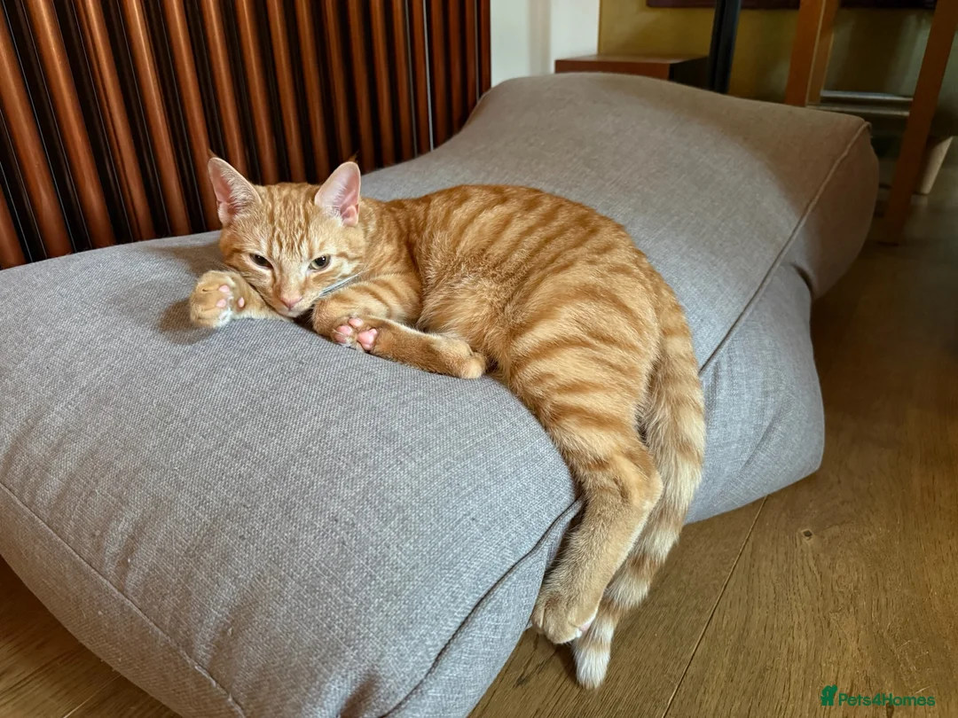 Mixed Breed cats for sale: Handsome Ginger Boy 11 months - Advert 4