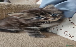 Mixed Breed cats for sale: Stunning long hair kittens for sale - Image 5