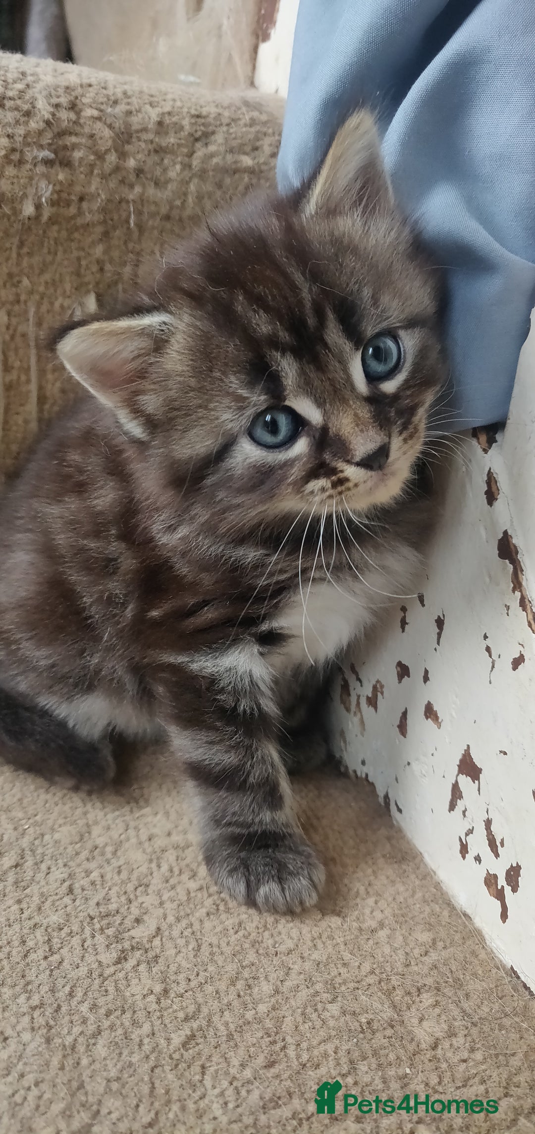 Mixed Breed cats for sale: Stunning long hair kittens for sale - Image 5