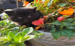 British Shorthair cats for sale: NICE BLACK KITTENS LOOKING FOR NEW HOME  - Image 3