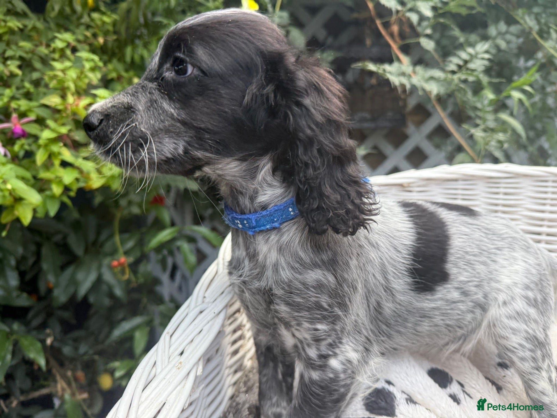 Cocker Spaniel dogs Kc registered  - Advert 1