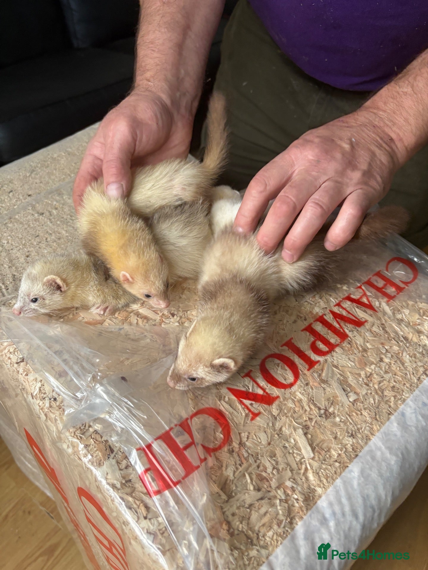 Ferret rodents Ferrets for sale - Advert 2