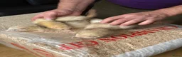 Ferret rodents for sale: Ferrets for sale - Advert 1