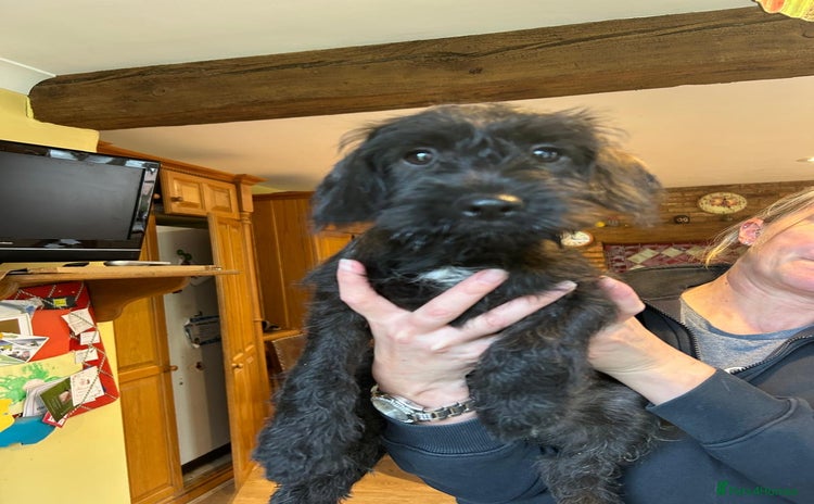 Mixed Breed dogs - Advert 4