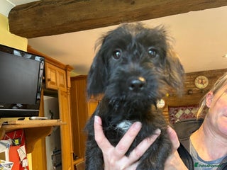 Mixed Breed dogs - Advert 2