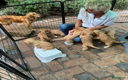 Cocker Spaniel dogs for sale: Stunning Top Working Cocker Spaniel Puppies - Image 15
