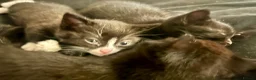 Mixed Breed cats for sale: Gorgeous kittens  - Advert 9