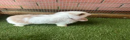 Mini Lop rabbits for sale: Purebred baby male mini lop  - Advert 5