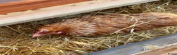 Chickens poultry for sale: Three female chickens - Advert 2