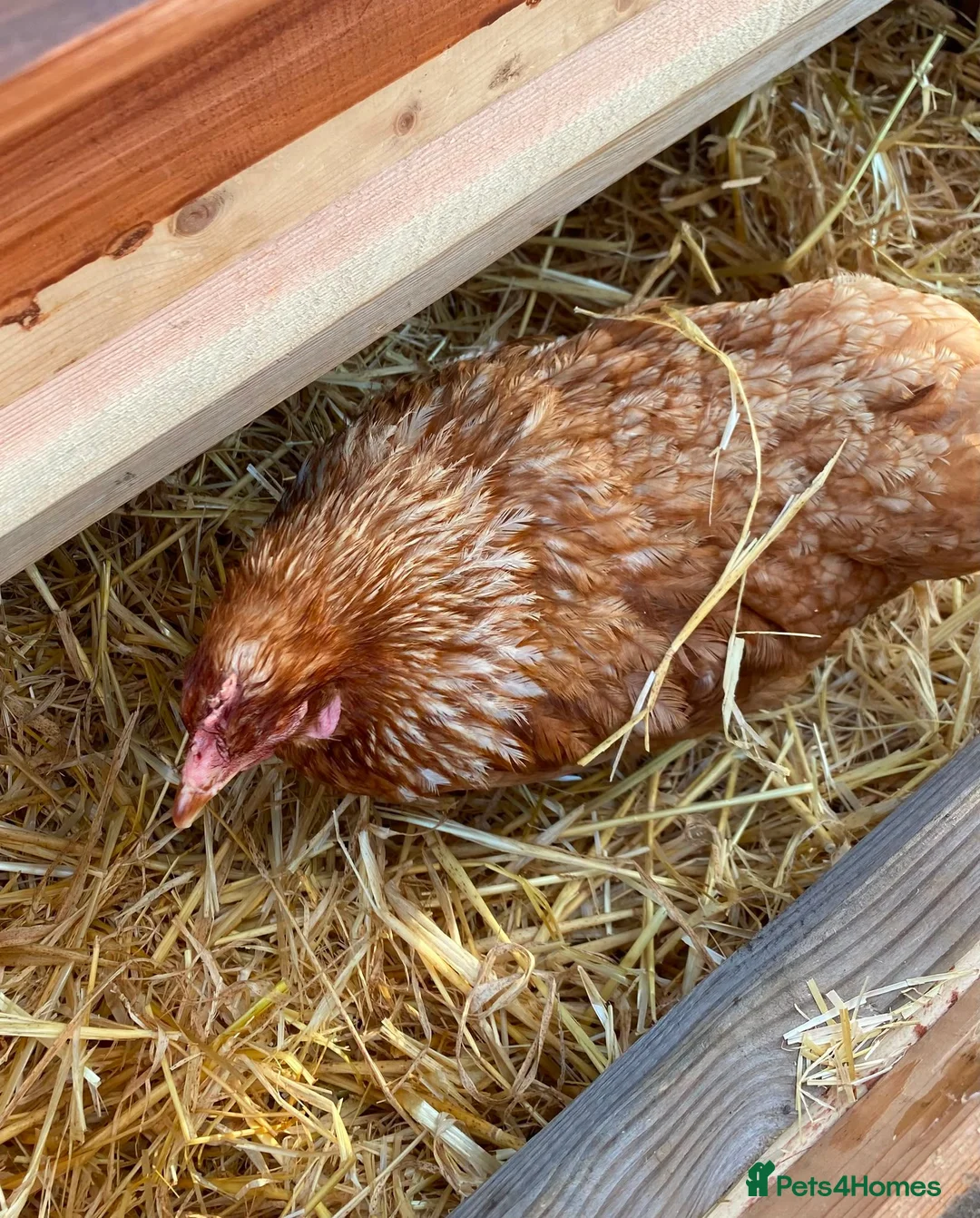 Chickens poultry for sale: Three female chickens - Advert 2