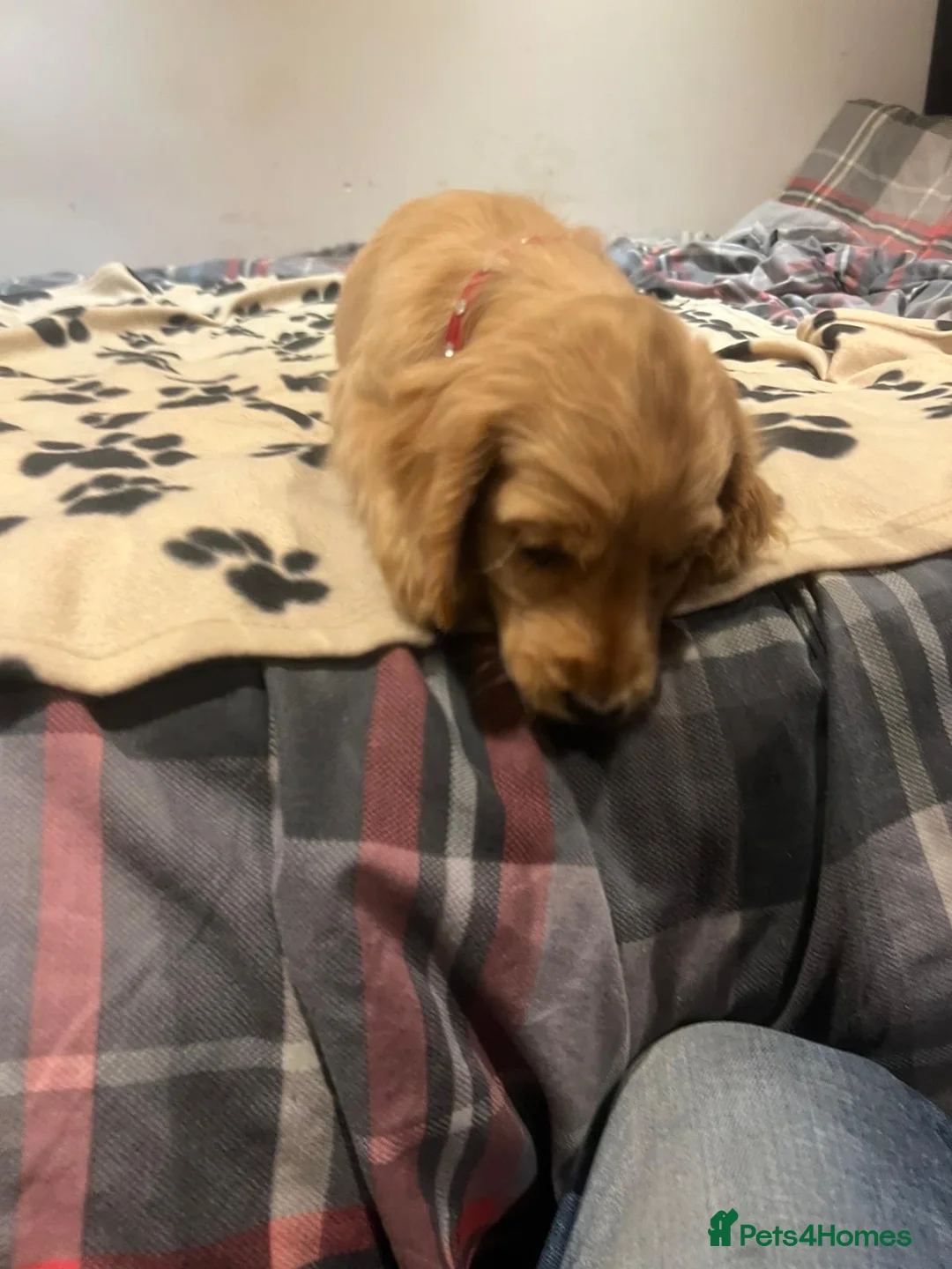 Cockapoo dogs for sale: Cocker spaniel/ cocapoo  - Advert 34