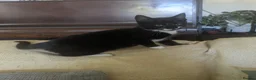 Mixed Breed cats for sale: Beautiful black and white female kitten - Advert 6