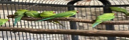Ringnecks birds for sale: Ringneck parakeets  - Advert 5