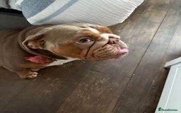 English Bulldog dogs for sale: 🐾 Beautiful English Bulldog  - Image 11