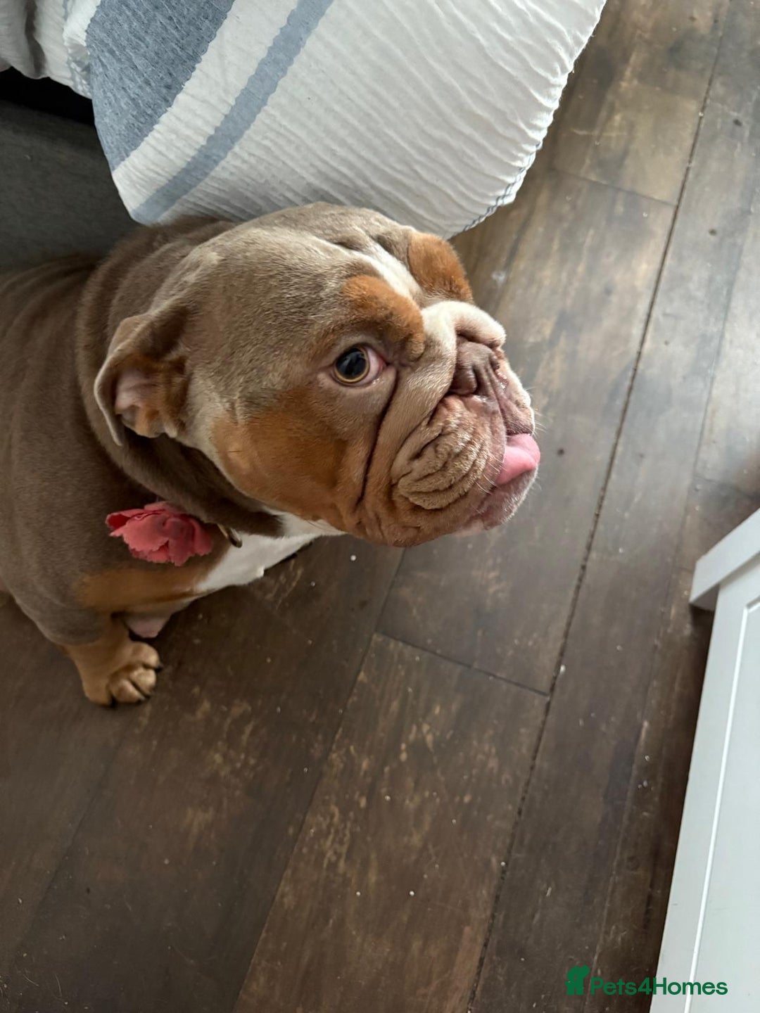 English Bulldog dogs for sale: 🐾 Beautiful English Bulldog  - Image 11