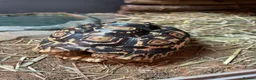 Tortoise reptiles for sale: Tortoises with full set ups  - Advert 2