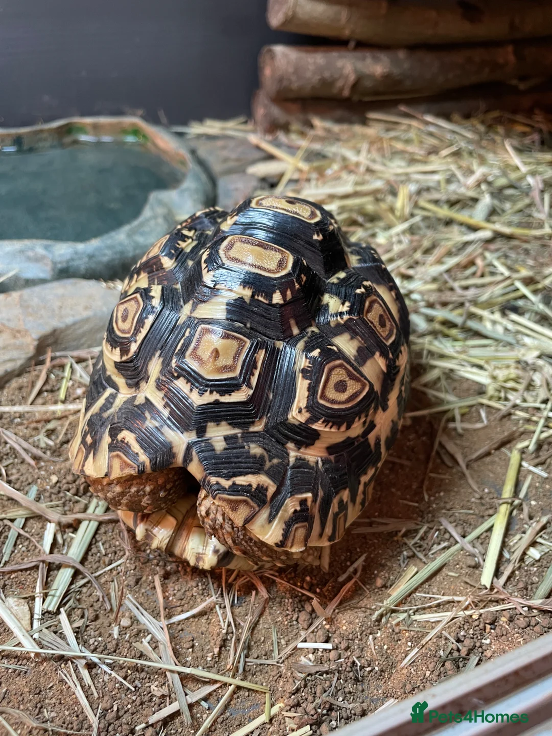 Tortoise reptiles for sale: Tortoises with full set ups  - Advert 2