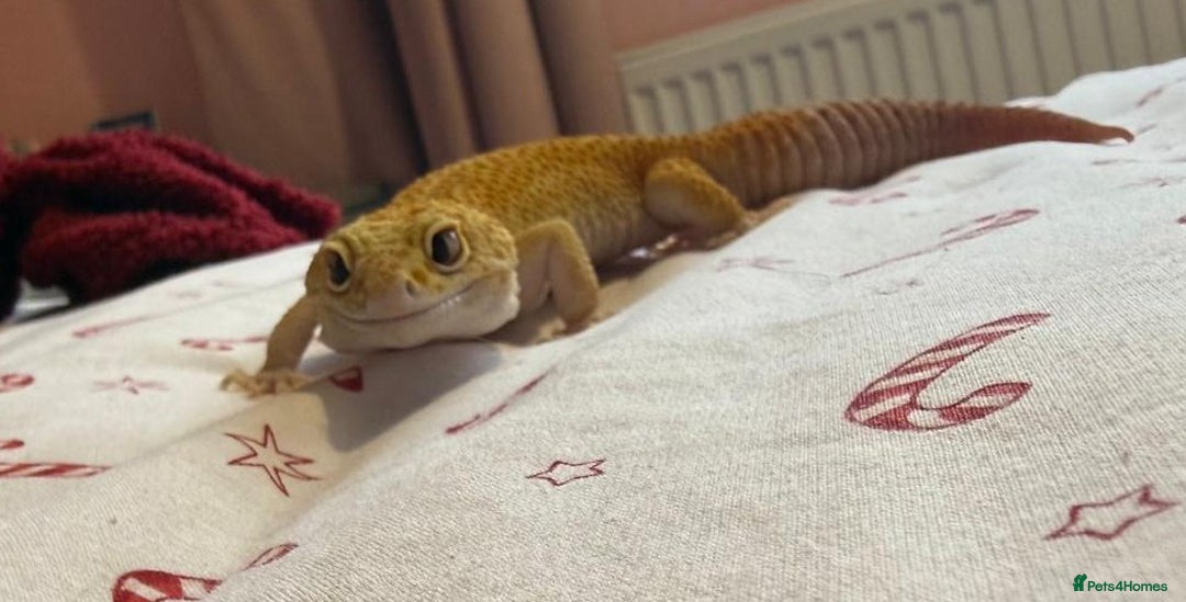 Gecko reptiles for sale: Albino Leopard Gecko for Sale incl full enclosure - Advert 1