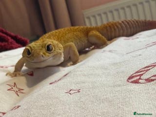 Gecko reptiles Albino Leopard Gecko for Sale incl full enclosure - Advert 10
