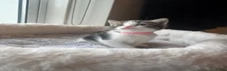 Mixed Breed cats for sale: Gorgeous kittens looking for forever home  - Advert 3