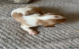 Cavalier King Charles Spaniel dogs for sale: Male and female available  - Advert 4