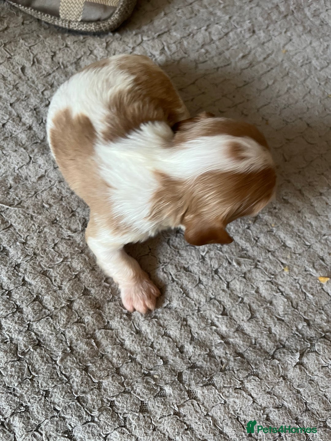 Cavalier King Charles Spaniel dogs for sale: Male and female available  - Advert 4