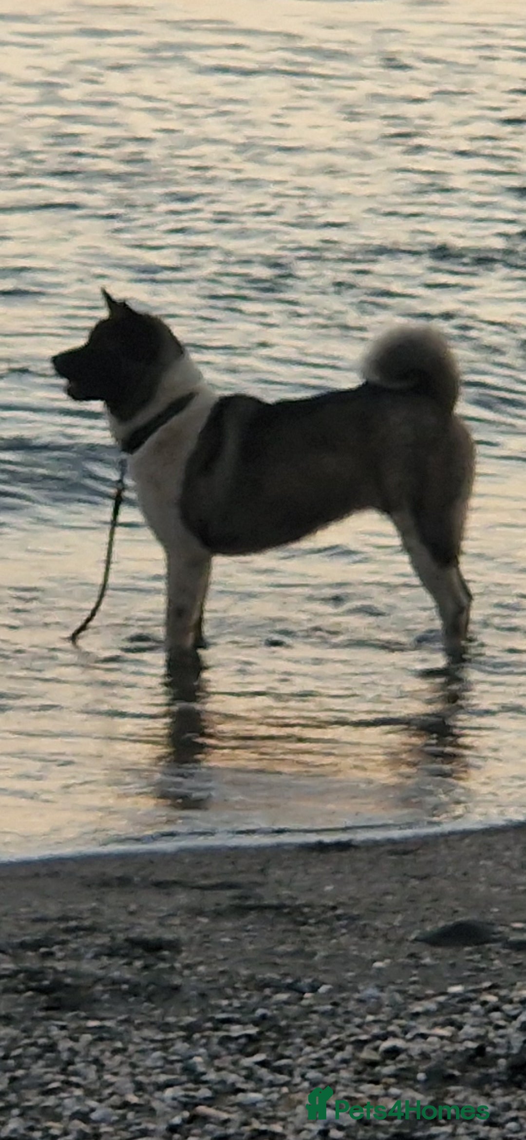 Akita dogs for sale: American akitas  - Advert 2