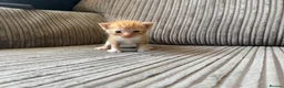 Mixed Breed cats for sale: Half ragdoll kittens  - Advert 18