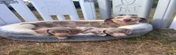 Miniature Dachshund dogs for sale: Miniature dachshund puppies  - Advert 11