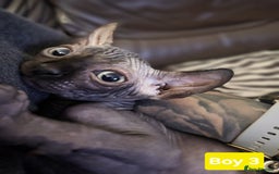 Sphynx cats for sale: 🌟 Sphynx Kittens – 5 Friendly Boys Ready Soon! 🌟 - Image 23