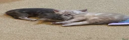Mixed Breed cats for sale: 2 female kittens  - Advert 3