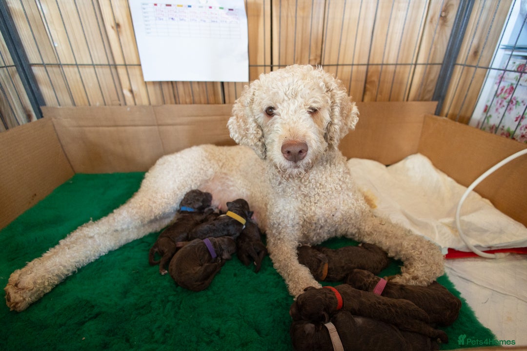 Lagotto Romagnolo dogs for sale: Lagotto Romagnolo Puppies - Pedigree KC Litter - Image 9