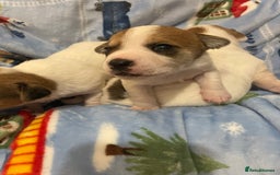Mixed Breed dogs for sale: Chihuahua x Jack Russell puppies - Image 4