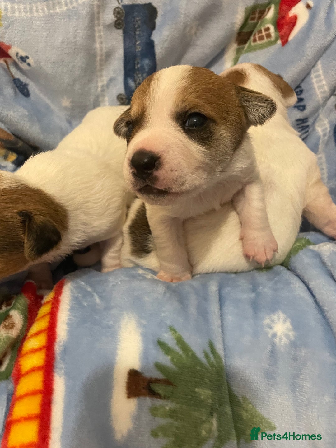 Mixed Breed dogs for sale: Chihuahua x Jack Russell puppies - Image 4