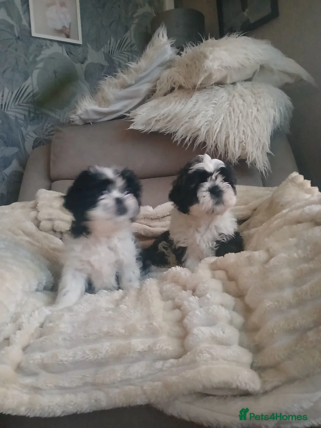 Shih Tzu dogs for sale: 2 beautuful shih  tzu boy puppys - Advert 5