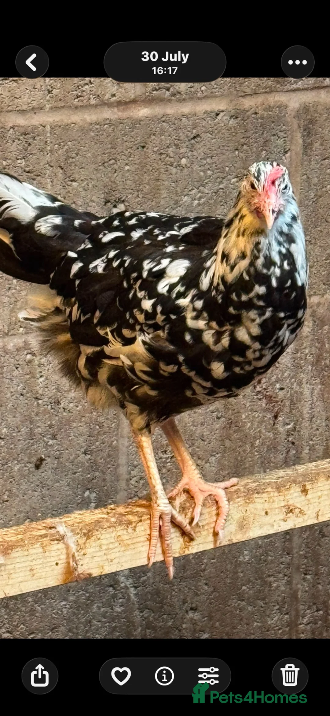 Chickens poultry for sale: Ex chequer leghorns  - Advert 5