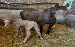 Welsh Section B horses for sale: sad sale of the most beautiful little dun mare! - Image 7