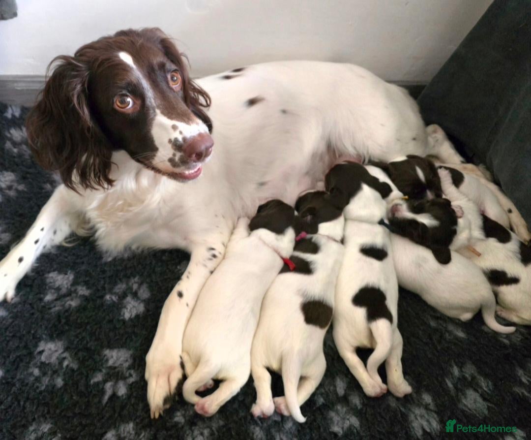 English Springer Spaniel dogs 💫Beautiful🐾KC💛 English Springer Spaniel Puppies - Advert 1