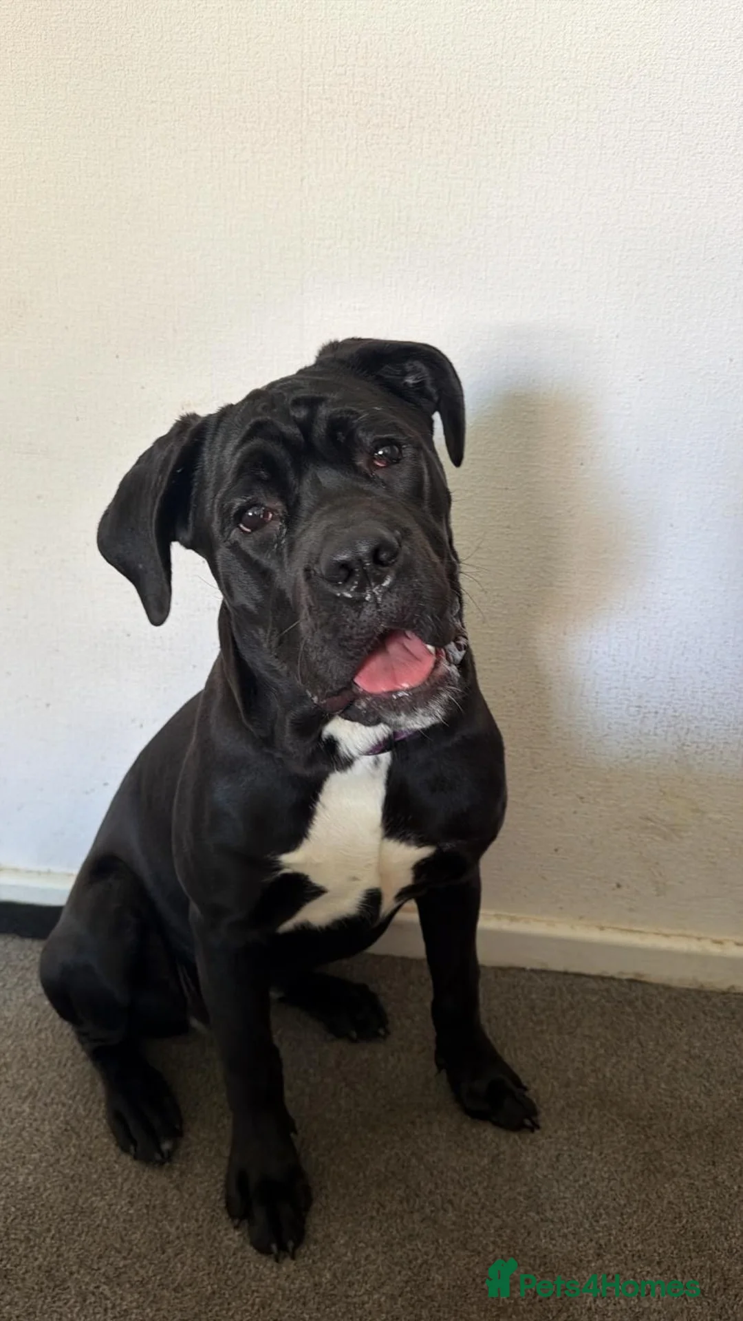 Cane Corso dogs for sale: Puppy looking for home  - Advert 1