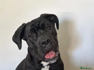 Cane Corso dogs Puppy looking for home - Advert 14
