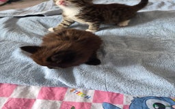 Mixed Breed cats for sale: 2 boys ready now - Image 2