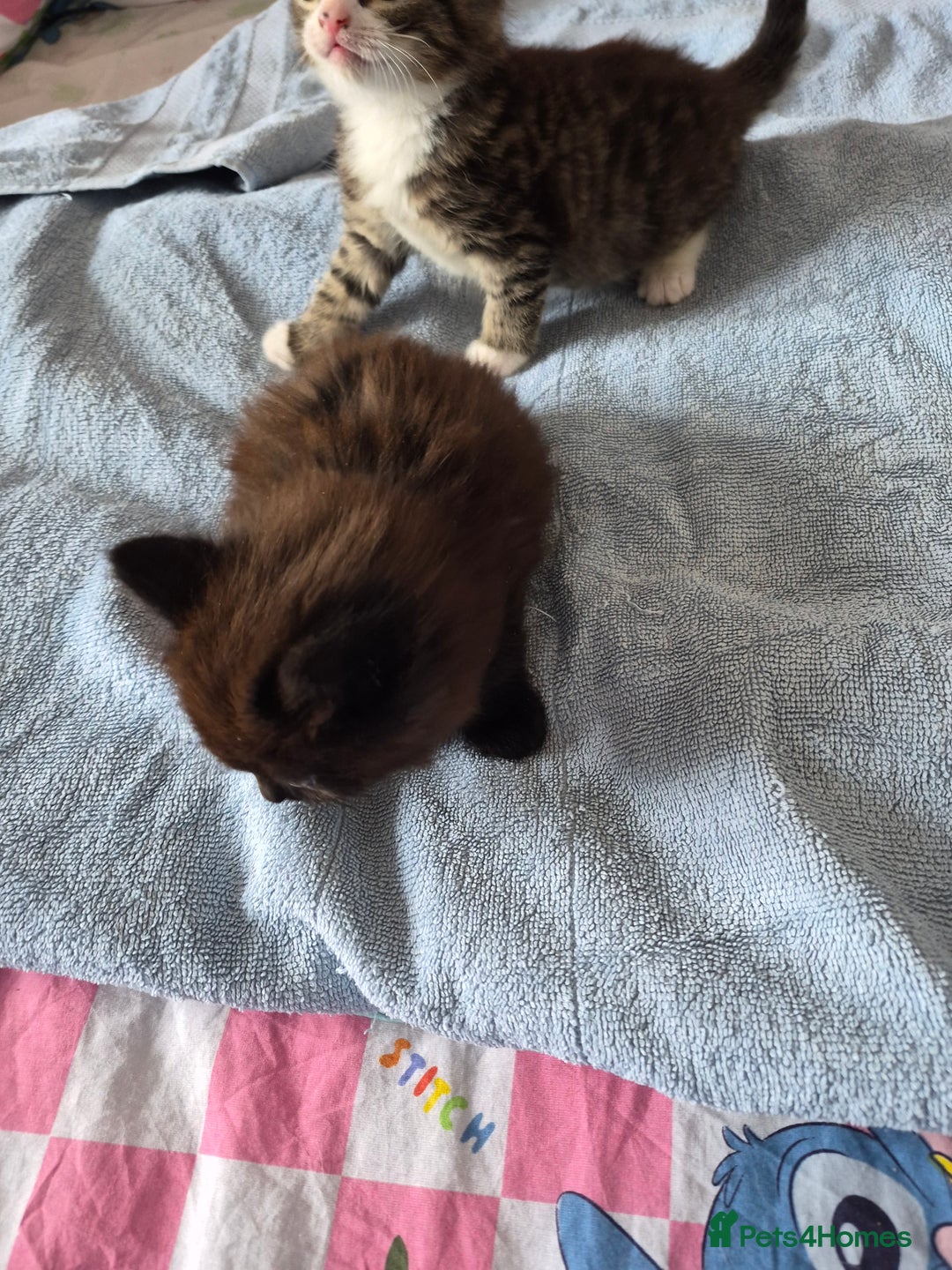 Mixed Breed cats for sale: 2 boys ready now - Image 2