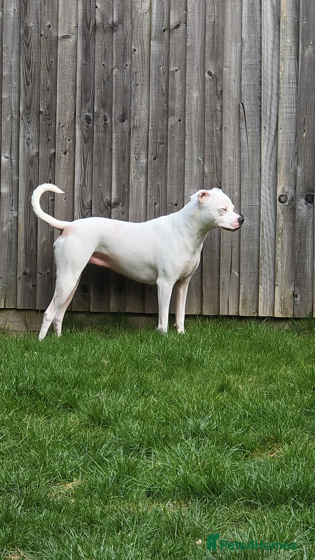 American Bulldog dogs for sale: Lily-Mae, American Scott Bulldog, 4yrs, spayed. - Advert 4