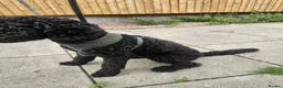 Mixed Breed dogs for sale: Selling our beloved puppy/dog - Advert 4