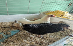 Chickens poultry for sale: 3 Small Chickens Serama hens - Image 4
